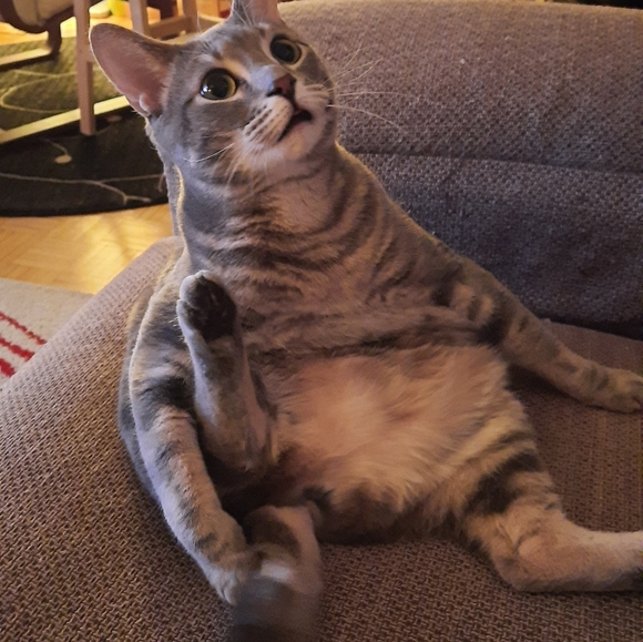 Meet your Posher, Camelia - Picture 3 of 3